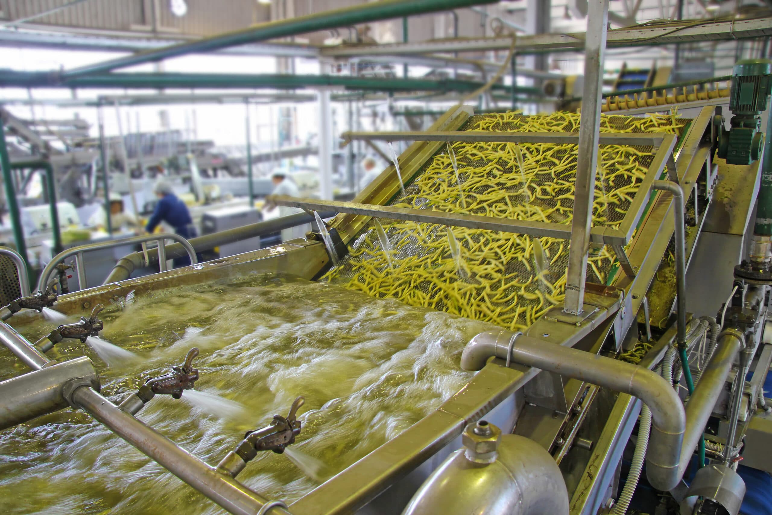 Green beans on conveyor belt in a food processing plant