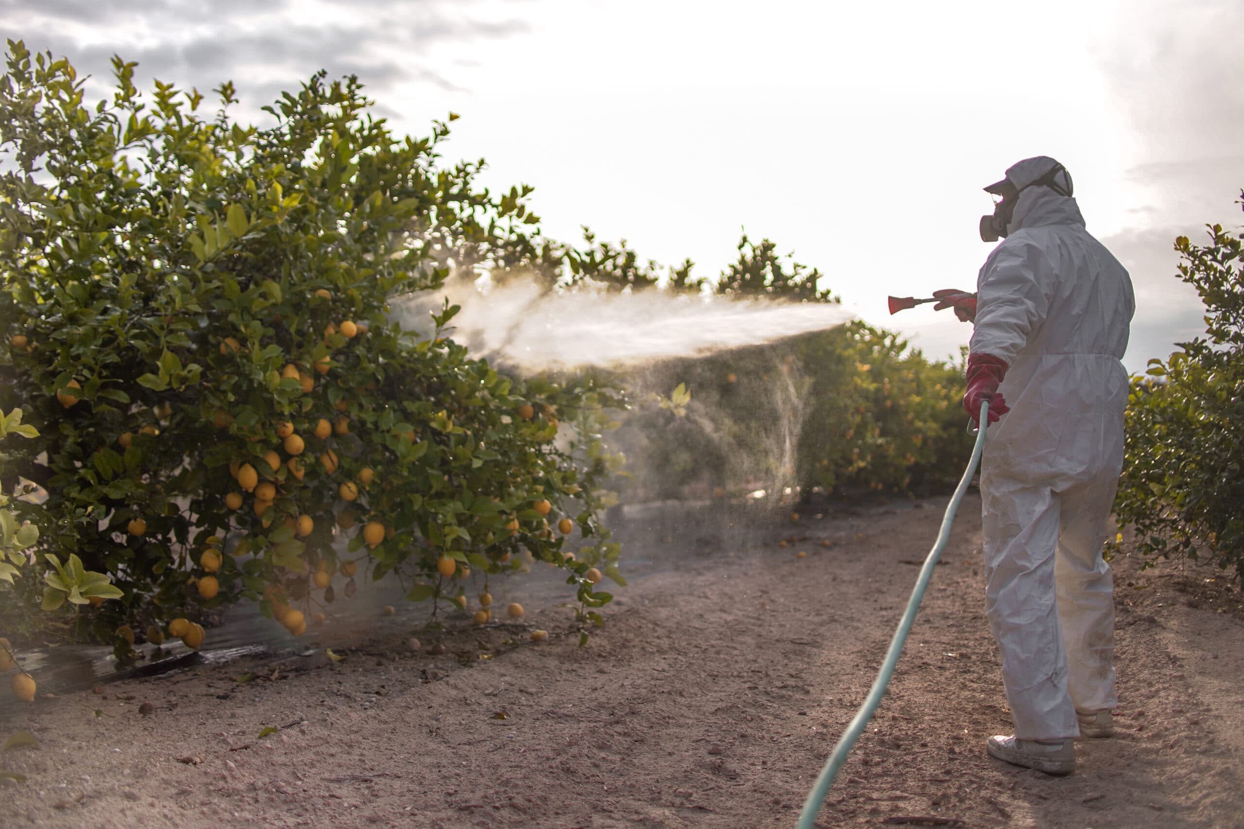 Spray ecological pesticide. Farmer fumigate in protective suit and mask lemon trees. Man spraying toxic pesticides, pesticide, insecticides